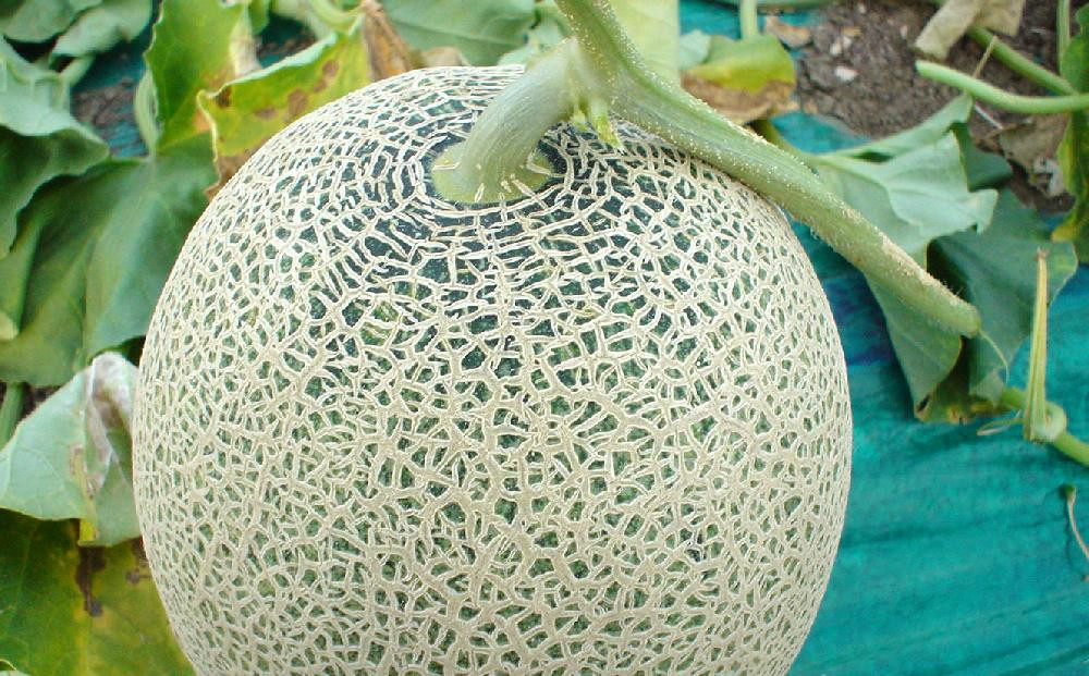 【26年発送先行予約】香り豊かな 北海道レッドメロン 1.3kg×1玉(2026年7月下旬から発送開始予定) 【 果物 くだもの フルーツ メロン 赤肉 赤肉メロン 旬 お取り寄せ 甘い 北海道産 旭川市 北海道 】_05408