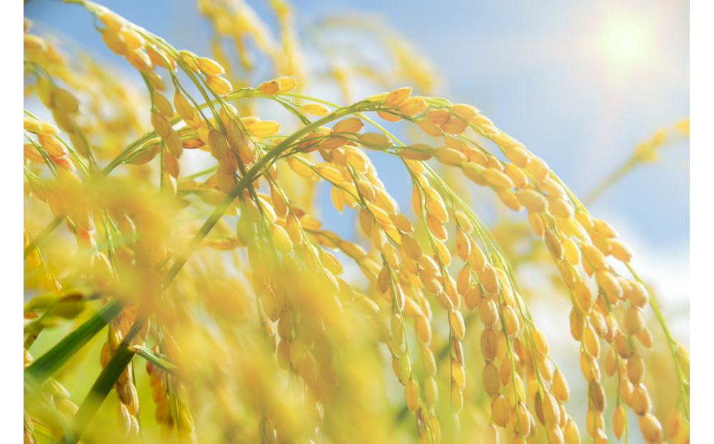 令和7年北海道産 きらら397 10kg（5kg×2袋）【旭川市産】_05310