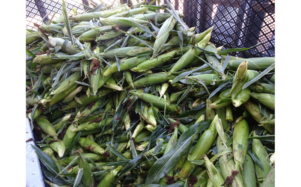 コーントル皮ネード（トウモロコシの皮むき機）CTN-2_05205