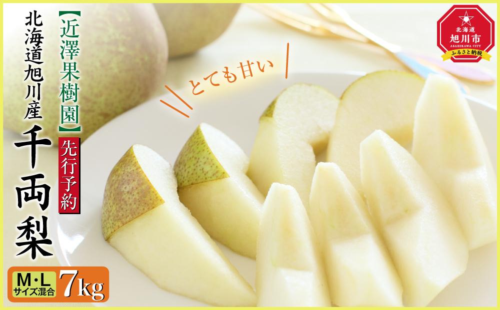 【先行予約】近澤果樹園 千両梨　7kg（MLサイズ混合）（2025年10月中旬より発送予定）【 果物 くだもの フルーツ デザート 旬 お取り寄せ 甘い 北海道産 人気 ランキング 北海道 旭川市 産地直送 】_01176