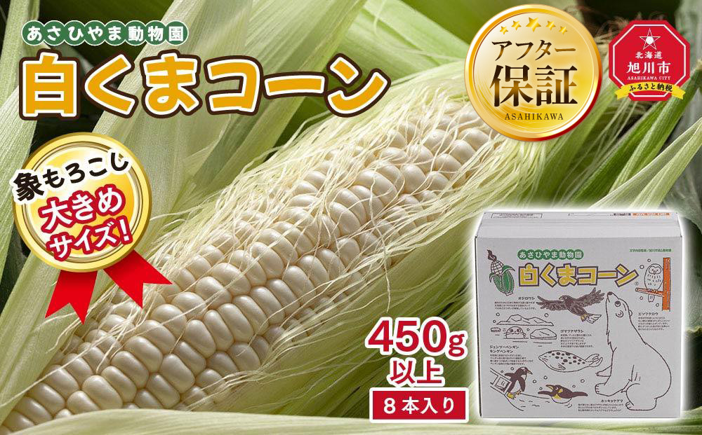 【26年発送先行予約】象もろこし（白くまコーン）大きいサイズのトウモロコシ 450g以上 8本入り (2026年8月下旬から発送開始予定) 【 とうもろこし 人気 北海道 糖度 野菜 白いとうもろこし 白いスイートコーン 産地直送 ホワイトレディ コーン 玉蜀黍 旬 お取り寄せ 旭川市 北海道 】_01413