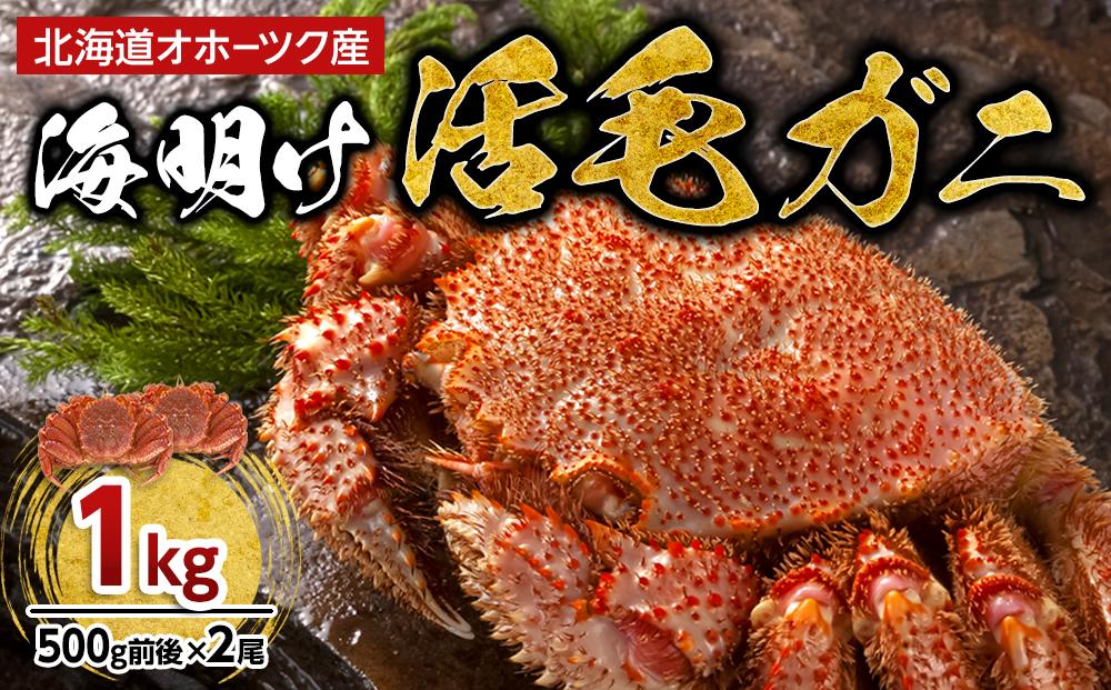 【先行予約】北海道オホーツク産海明け活毛ガニ　ボイル未冷凍配送(チルド 冷蔵配送)　500g前後　2尾　（2026年3月下旬より発送予定）_03500