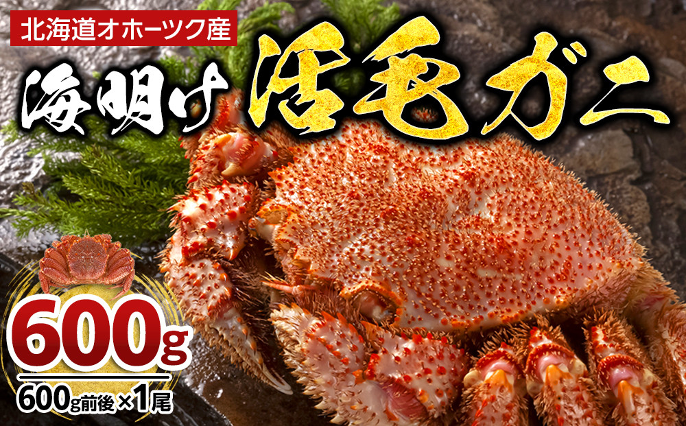 【先行予約】北海道オホーツク産海明け活毛ガニ　ボイル未冷凍配送(チルド 冷蔵配送)　600g前後　1尾（2026年3月下旬から発送予定）_05668