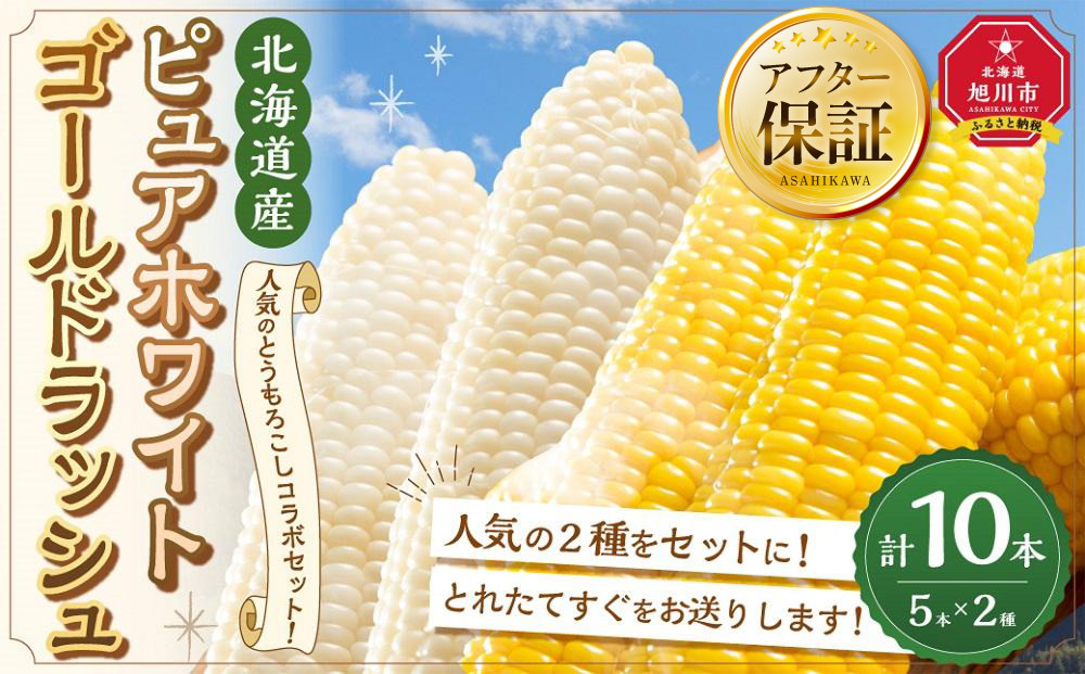 とうもろこしコラボセット!　ピュアホワイト5本×ゴールドラッシュ5本（2025年8月下旬より発送予定）【 白いとうもろこし 人気 北海道産 糖度 生 野菜 スイートコーン 産地直送 バーベキュー BBQ コーン 旬 お取り寄せ 旭川市 北海道 】_03648