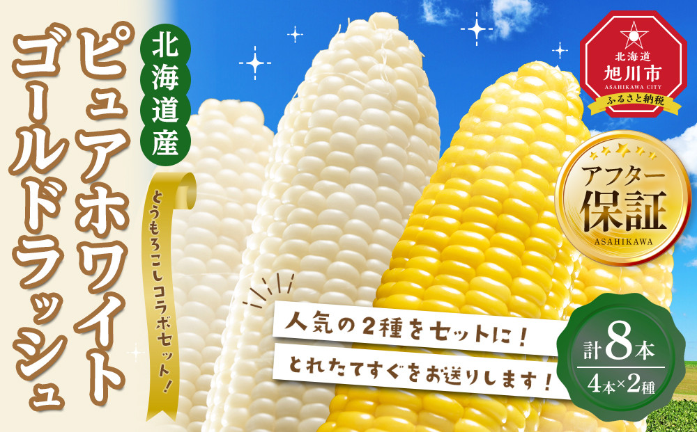 【2026年先行予約】とうもろこしコラボセット!　ピュアホワイト4本×ゴールドラッシュ4本（2026年8月下旬から発送開始予定）【 白いとうもろこし 人気 北海道産 糖度 生 野菜 スイートコーン 産地直送 バーベキュー BBQ コーン 旬 お取り寄せ 旭川市 北海道 】_04561