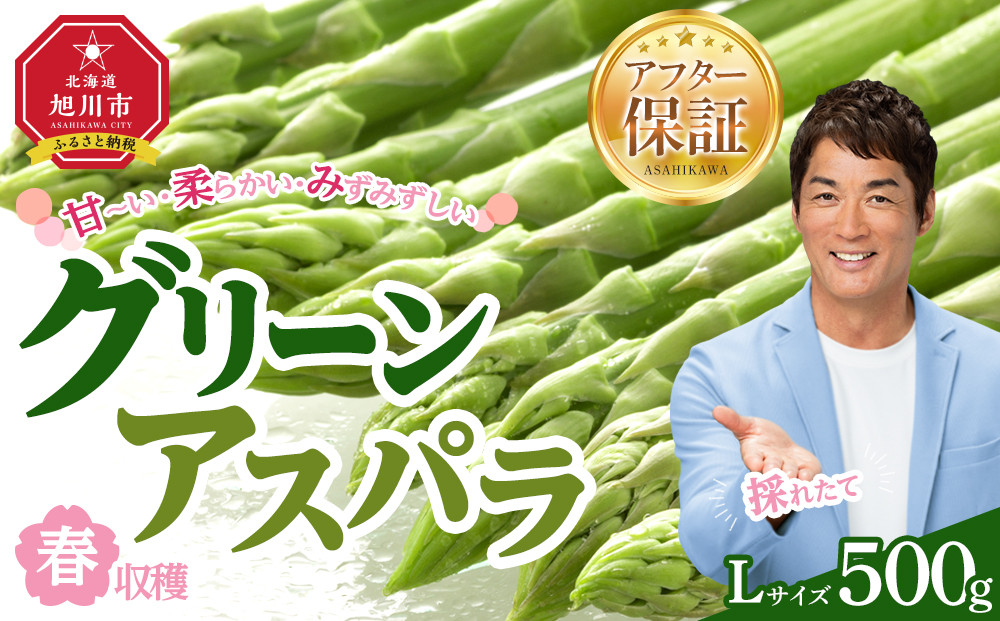 【先行予約】春収穫グリーンアスパラLサイズ　約500g（2026年6月上旬から発送開始予定）【 アスパラ アスパラガス 朝採り とれたて 野菜 旬 小分け 保存 産直 産地直送 お取り寄せ 旭川市 北海道 】_05529