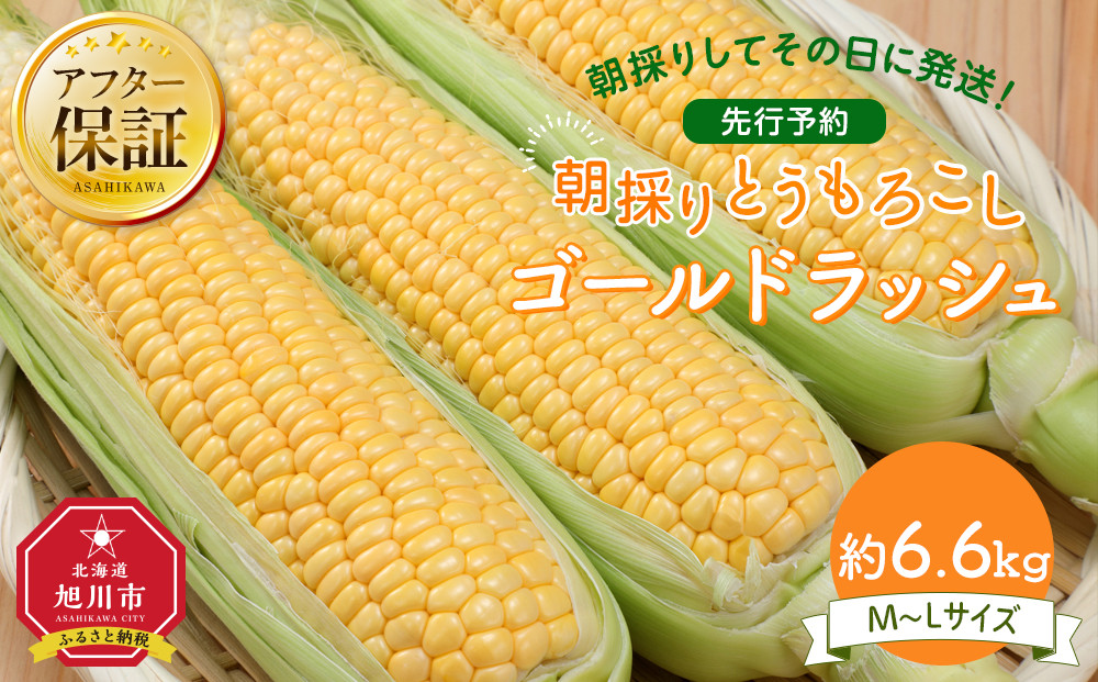 【26年先行予約】朝採り とうもろこし ゴールドラッシュ 約6.6kg (M～Lサイズ×20本)(2026年8月中旬発送予定) 【 人気 北海道産 糖度 生 野菜 スイートコーン 産地直送 バーベキュー BBQ コーン 旬 お取り寄せ 旭川市 北海道 】_01708
