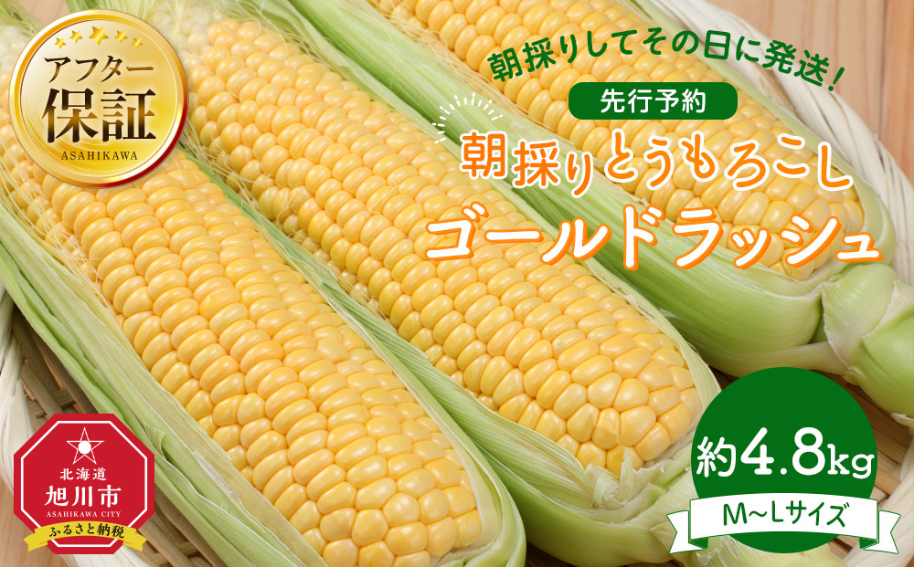 【26年先行予約】朝採り とうもろこし ゴールドラッシュ 約4.8kg (M～Lサイズ×15本)(2026年8月中旬発送予定) 【 人気 北海道産 糖度 生 野菜 スイートコーン 産地直送 バーベキュー BBQ コーン 旬 お取り寄せ 旭川市 北海道 】_03903