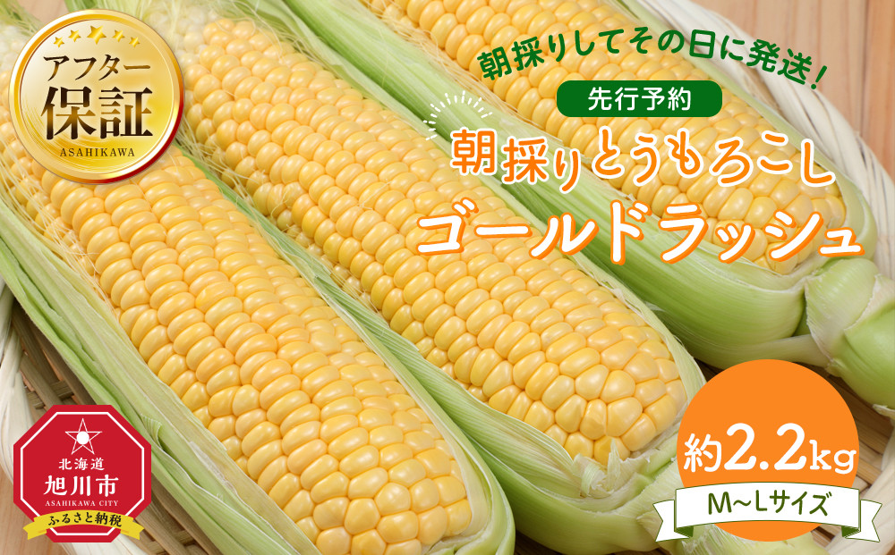 【26年先行予約】朝採り　とうもろこし　ゴールドラッシュ　約2.2kg（M～Lサイズ× 6本）（2026年8月中旬から順次発送予定）【 人気 北海道産 糖度 生 野菜 スイートコーン 産地直送 バーベキュー BBQ コーン 旬 お取り寄せ 旭川市 北海道 】_05229
