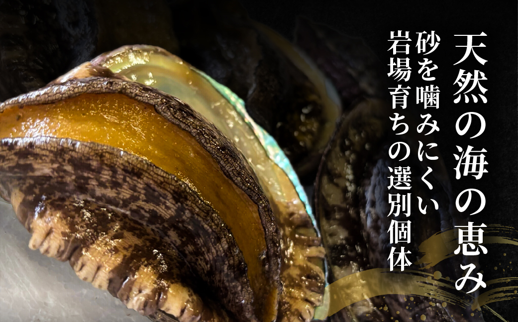 北海道室蘭産 天然活蝦夷あわび 10個入（1個100g～120g前後）（2026年1月中旬頃お届け） MROH007