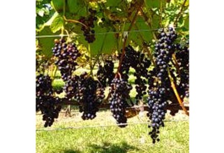 【数量限定】天空の里 光姫 阿寒産ぶどうジュース 750ml 有機栽培 無添加 無農薬 山幸 _F4F-0986