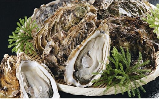 【ぷりっぷりで濃厚！】釧路管内産【活】牡蠣（小）12個 ふるさと納税 牡蠣 _F4F-8911