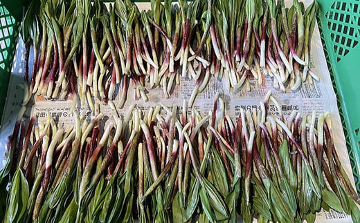 【期間限定！寄附額改定↓！】釧路産・天然 鮮度そのまま行者にんにく 250g×2 _F4F-0539