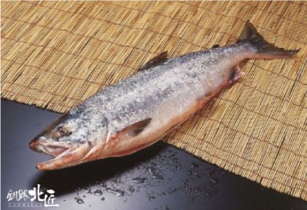 【期間限定！寄附額改定↓！】【北海道産】 新巻鮭本漬切身・いくら醤油漬セット ふるさと納税 魚 いくら F4F-1093