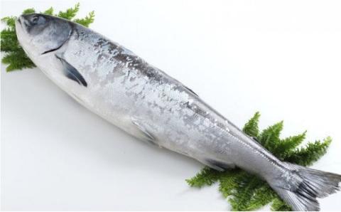 【期間限定！寄附額改定↓！】船上活じめ 釧路定置 時鮭（ときしらず・時さけ）半身 小 約600g 北海道産 _F4F-1557