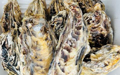 釧路管内産！殻付き活牡蠣【中】15個  _F4F-2987