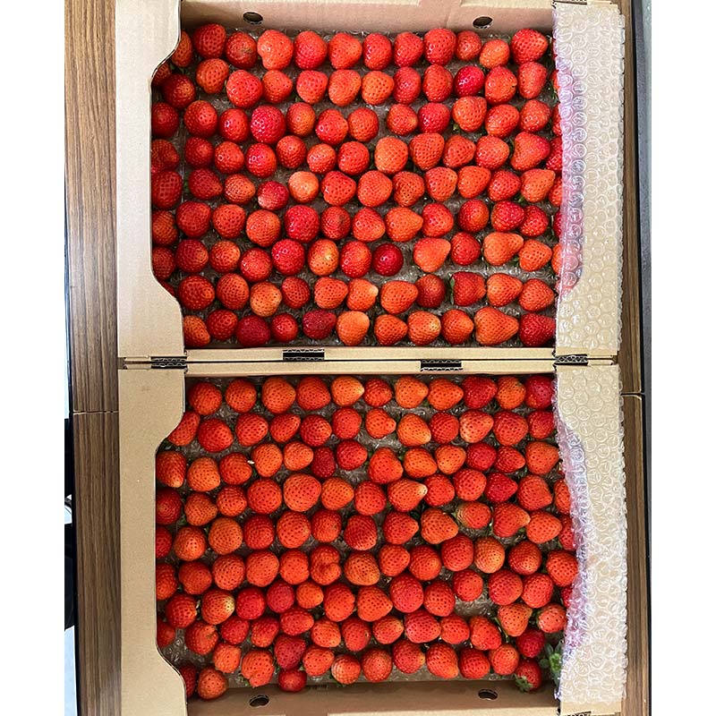 【期間限定！寄附額改定↓！】【 訳あり 】赤い妖精 1.8kg(小粒 1粒5～9g) 夏いちご 規格外にて訳あり イチゴ 夏イチゴ 果物 苺 いちご 夏 スィーツ ケーキ フルーツ 北海道 規格外 _F4F-4624