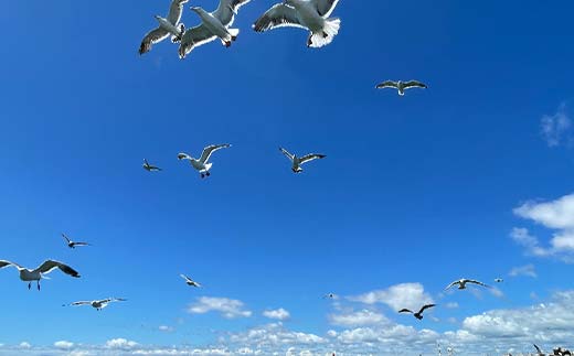 【貸切クルーズ】釧路観光クルーズ船シークレイン 貸切プライベートクルーズ クルーズ 体験 チケット 観光 乗船券 旅行 観光船 豪華 贅沢 国内旅行 旅 観光 トラベル 船 フェリー クルージング 豪華客船 貸切 貸切船 パーティ 家族 友達 記念日 御祝い お祝い _F4F-4330