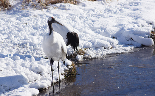 感動の丹頂観察のたび (普通車） 釧路湿原 釧路市 旅行 トラベル 空港 市内観光 観光 _F4F-7967
