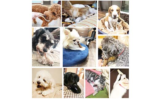 エゾ鹿の角ガム 17cm 中型犬用 半割り 北海道産 国産 無添加 犬用ガム 天然鹿角 長持ち デンタルケア ペット おやつ _F5F-0060