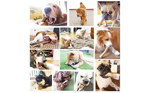 エゾ鹿の角ガム 17cm 中型犬用 北海道産 国産 無添加 犬用ガム 天然鹿角 長持ち デンタルケア ペット おやつ _F5F-0062