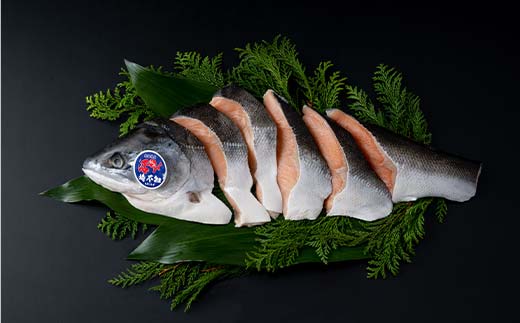 【目利きの達人セレクト】天然 時不知 （トキシラズ） 白鮭 1尾 希少 初夏の鮭 脂のり抜群 時鮭 鮭 海鮮 魚 鮮魚 さけ サケ しゃけ シャケ 時不知 ときしらず 北海道 釧路市 _F5F-0073