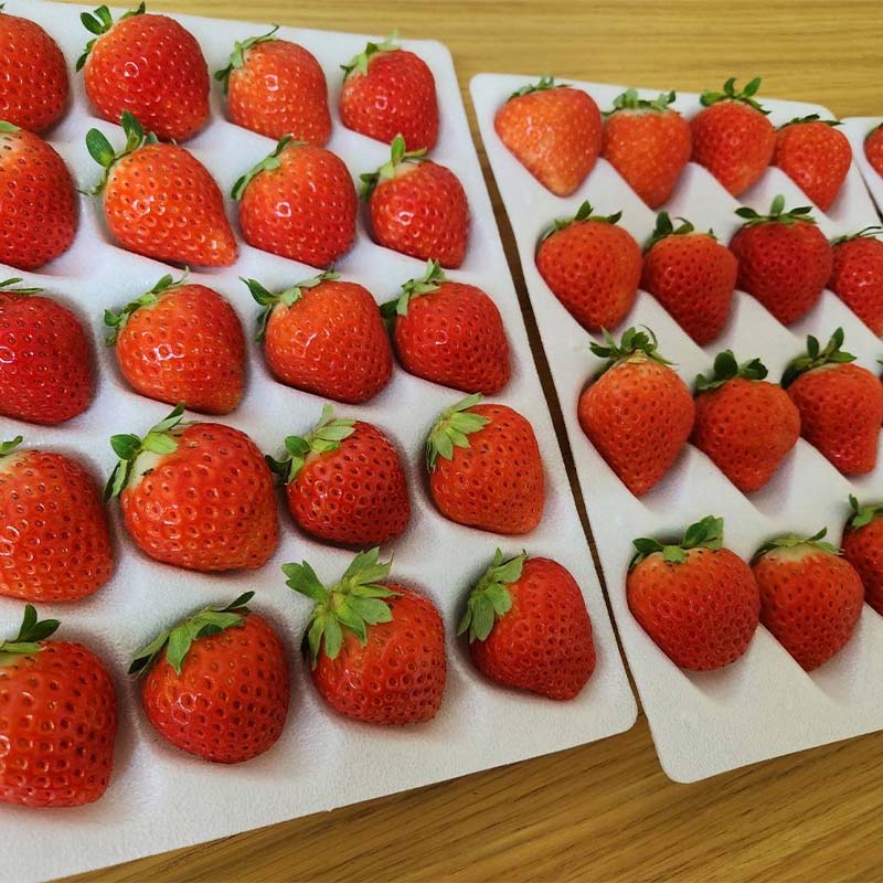 【期間限定！寄附額改定↓！】2026年先行予約 北海道産いちご すずあかね 32～60粒×3箱 【2026年 6月末 から順次発送】 夏いちご イチゴ 苺 フルーツ 果物 ジャム スイーツ 贈答用 ギフト 国産 北海道 釧路市 _F5F-0093