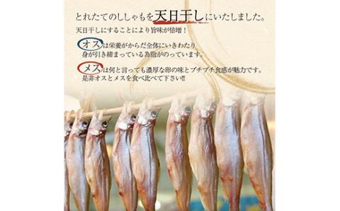 【オスメス食べ比べ】北海道産・ししゃもセット ふるさと納税 ししゃも _F4F-3597