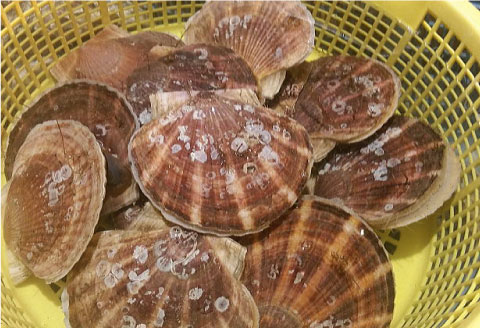 【期間限定！寄附額改定↓！】【北海道から直送!!】殻付活ホタテ貝（2.0kg詰）5～10枚入 ふるさと納税 ほたて _F5F-0121