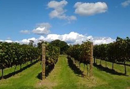 【数量限定】天空の里 光姫 阿寒産ぶどうジュース 750ml 有機栽培 無添加 無農薬 山幸 _F4F-0986