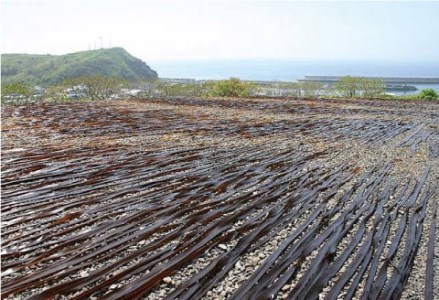 【釧路産】特選一等品 釧路昆布 500g ふるさと納税 昆布 F4F-0298
