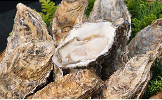 【ぷりっぷりで濃厚！】釧路管内産【活】牡蠣（小）12個 ふるさと納税 牡蠣 _F4F-8911