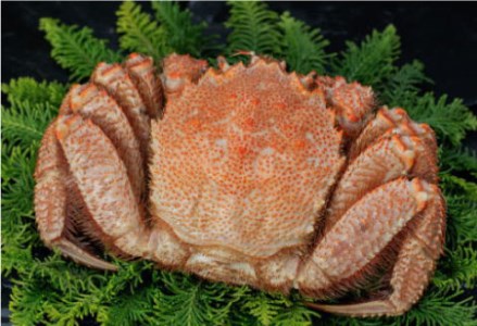 釧路福司限定酒（海底力720ml）とボイル毛がに450gのセット ふるさと納税 かに 蟹 酒 F4F-0535