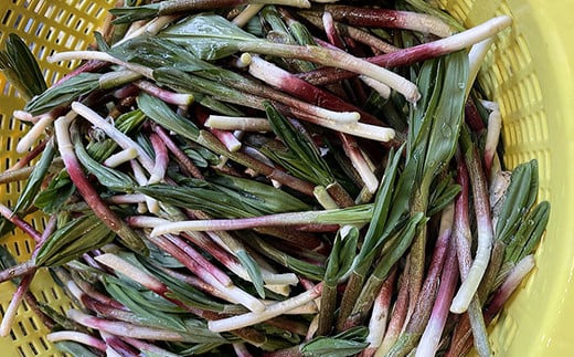 【期間限定！寄附額改定↓！】釧路産・天然 鮮度そのまま行者にんにく 250g×2 _F4F-0539