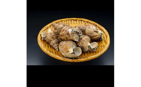 【期間限定！寄附額改定↓！】北海道産・殻付き ボイル 灯台つぶ 1.0kg (冷凍) 浜ゆで つぶ貝 ツブ貝 _F4F-1561