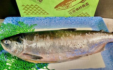 旨味抜群！！甘塩紅鮭1尾 切り身 ふるさと納税 魚 鮭 紅鮭 サケ さけ 海産 北海道 定期便 6か月連続 6回 _F4F-5378