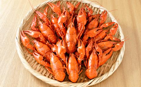 【期間限定！寄附額改定↓！】【唯一無二】レイクロブスタースープ 160g×3 スープ ロブスター 簡単 魚介 小分け 常温 時短 レトルト 北海道 阿寒 _F4F-2567