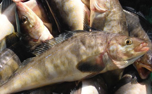 釧路産・開き真ホッケ5枚 魚 魚介 海産物 干物 おかず 肴 ふるさと納税 ほっけ _F4F-8606