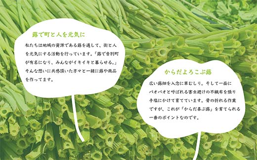 【期間限定！寄附額改定↓！】【6月中に順次発送】音蕗(おんぶき) 2kg 無農薬 蕗 フキ ふき 煮しめ 和食 おかず ご飯のお供 音別産生蕗 北海道産 北海道 _F4F-4562