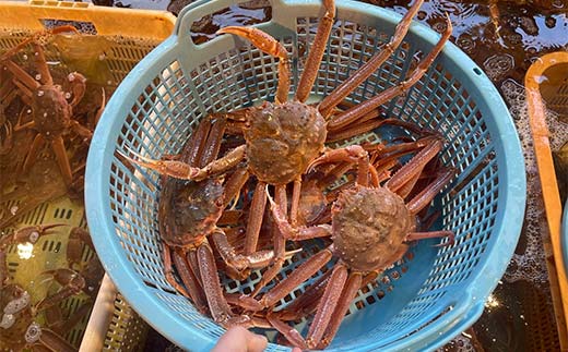 【期間限定！寄附額改定↓！】(茹でたて!!未冷凍!!)(訳あり)北海道産・大ずわいかに(茹でたて・未冷凍) 6～9尾入 カニ ズワイガニ 蟹 楚蟹 ずわいガニ ずわい蟹 冷蔵 ボイル 海産物 _F4F-8030