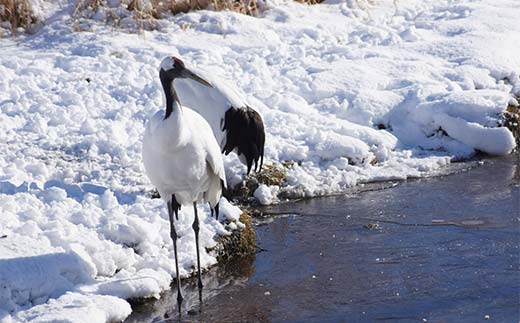 阿寒湖旅情の旅 (普通車） 釧路湿原 釧路市 旅行 トラベル 空港 市内観光 観光 _F4F-7966