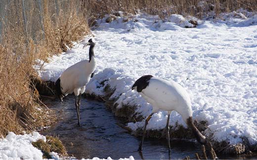 感動の丹頂撮影のたび (普通車） ※12月から3月の冬期間運行 釧路湿原 釧路市 旅行 トラベル 空港 市内観光 観光 _F4F-7968