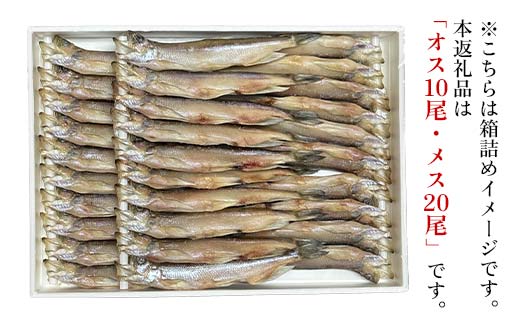 本ししゃも オス10尾・メス20尾 釧路産 本ししゃも 魚 ししゃも 魚好きのオス プチプチたまごのメス 魚介 グルメ シシャモ 北海道産 国産 魚 魚介 海の幸 _F4F-8866