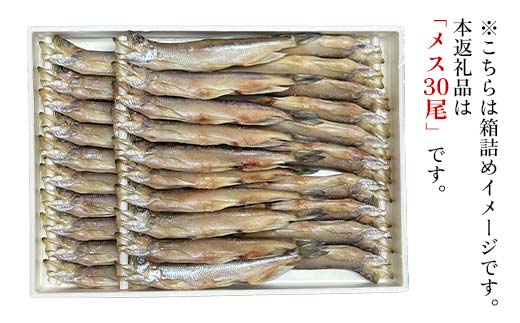 本ししゃも メス30尾 釧路産 本ししゃも 魚 ししゃも プチプチたまごのメス 魚介 グルメ シシャモ 北海道産 国産 魚 魚介 海の幸 _F4F-8868