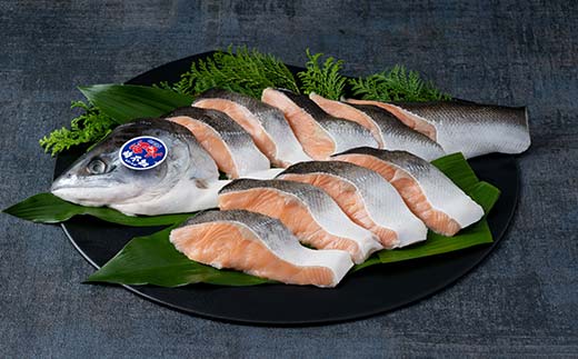 【目利きの達人セレクト】天然 時不知 （トキシラズ） 白鮭 1尾 希少 初夏の鮭 脂のり抜群 時鮭 鮭 海鮮 魚 鮮魚 さけ サケ しゃけ シャケ 時不知 ときしらず 北海道 釧路市 _F5F-0073