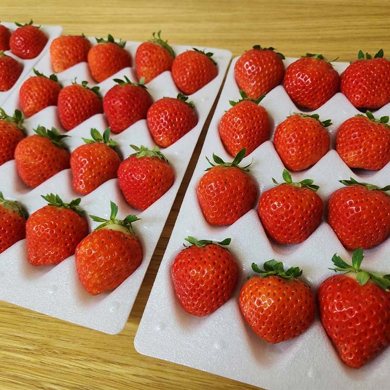 ＜無地熨斗あり＞ 2026年先行予約 北海道産いちご すずあかね 32～60粒×2箱 【2026年6月末から順次発送】 夏いちご イチゴ 苺 フルーツ 果物 ジャム スイーツ 贈答用 ギフト 国産 北海道 釧路市 いちご _F5F-0107