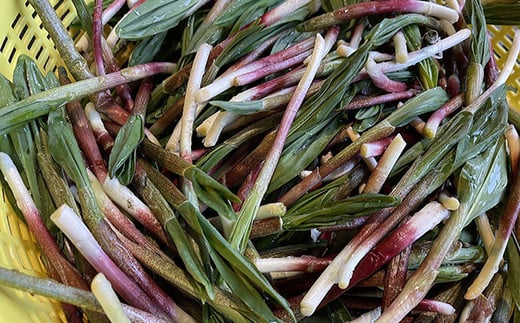 【期間限定！寄附額改定↓！】釧路産・天然 鮮度そのまま行者にんにく 250g×2 _F4F-0539