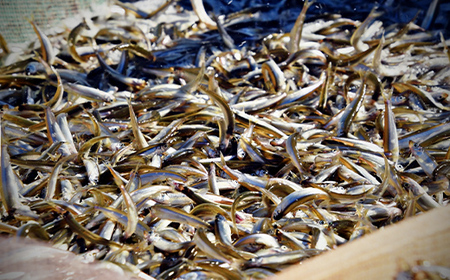 【期間限定！寄附額改定↓！】北海道釧路産 阿寒湖わかさぎ佃煮 250g×2 ふるさと納税 魚 F4F-1064