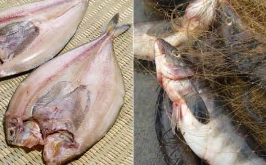 釧路産・開き真ホッケ5枚 魚 魚介 海産物 干物 おかず 肴 ふるさと納税 ほっけ _F4F-8606