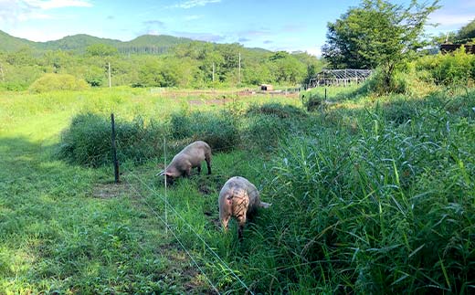 【期間限定！寄附額改定↓！】【放牧豚】小間切れ 300g×5 計1.5kg 肉 豚肉 冷凍 豚 お肉 焼肉 焼き肉 薄切り スライス 北海道 ジビエ ブタ 小分け 真空 ギフト おかず _F4F-8454